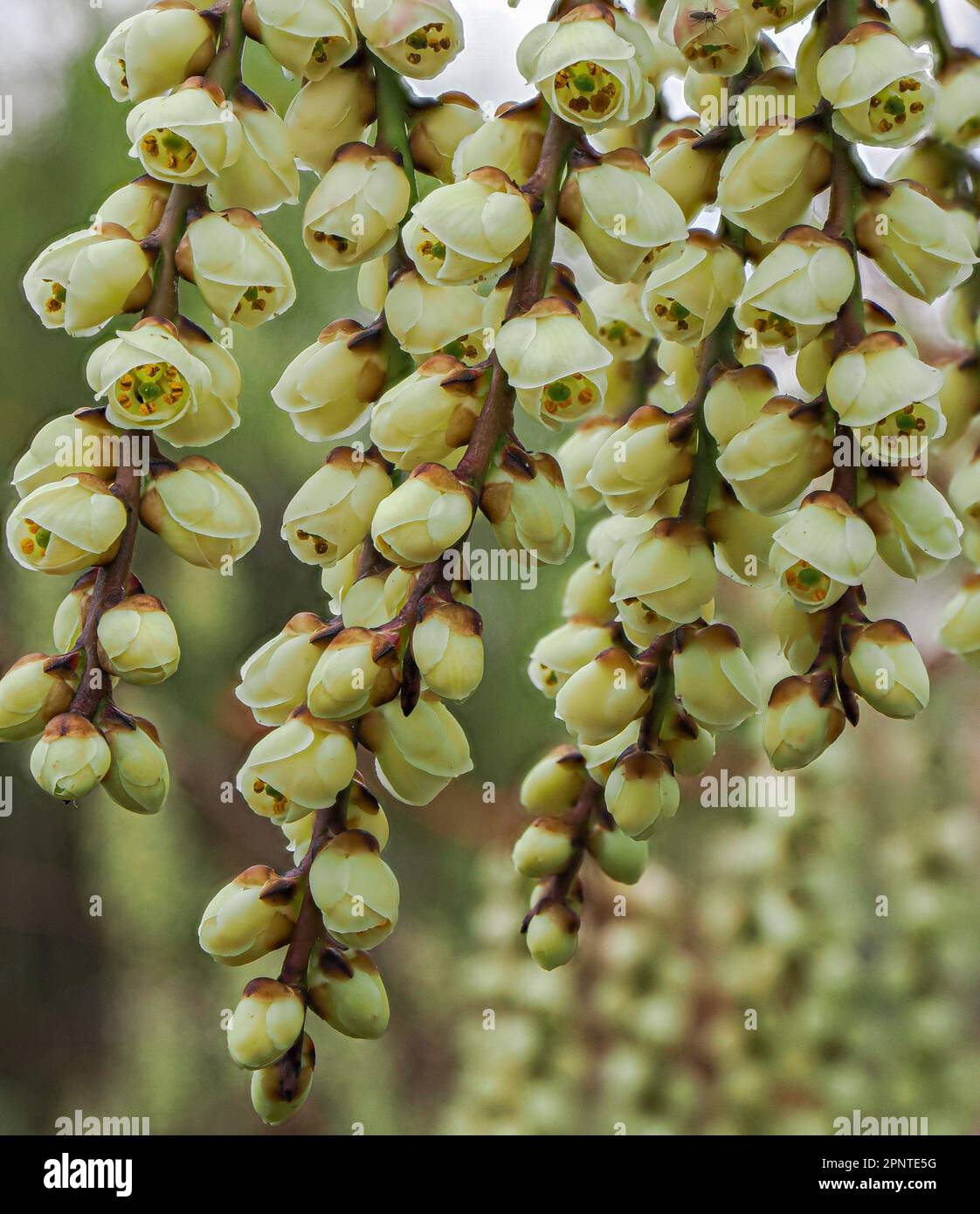 Rasen glockenförmiger Blüten des Chinesischen Stachyurus S. chinensis ein attraktiver, in China und Taiwan einheimischer Strauch, der als Zierpflanze im Garten angebaut wird Stockfoto