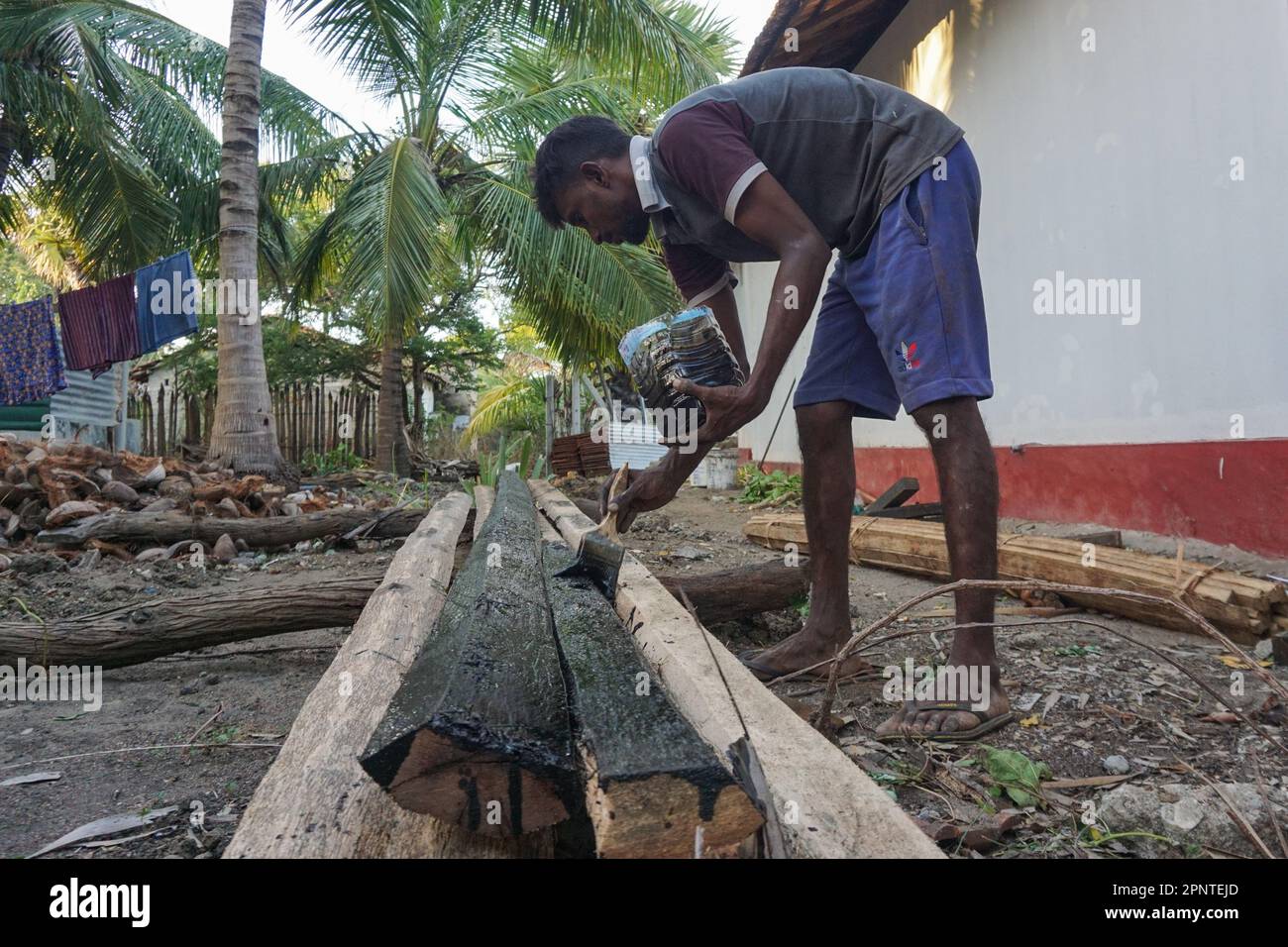 Irasathurai Yuvaraj trägt am 12. August 2022 Öl auf getrocknetes Holz auf, um Insekten in Mannar, Sri Lanka, fernzuhalten. (Vetrichelvi Chandrakala/Global Press Journal) Stockfoto