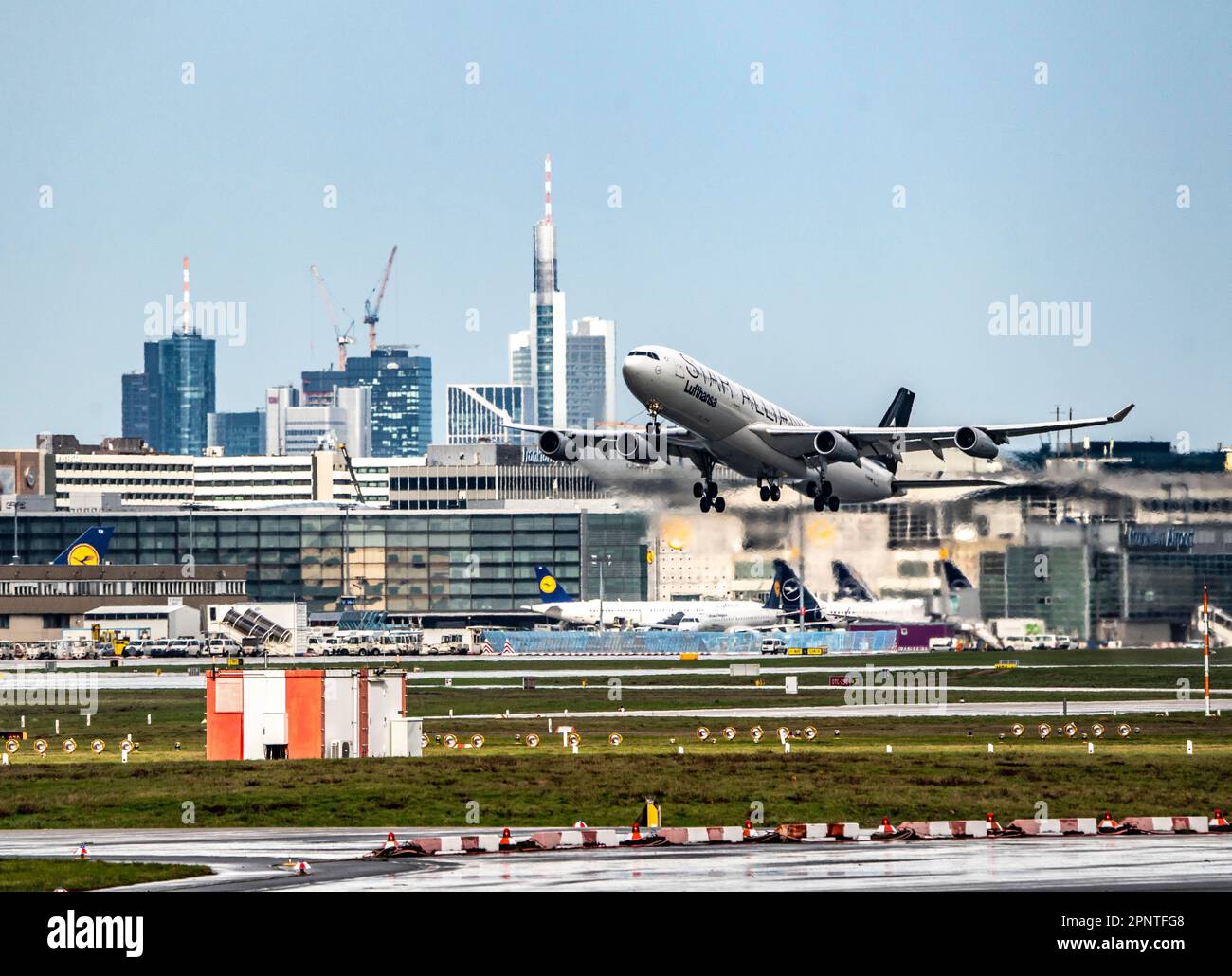 Lufthansa Airbus A340, Start auf der Centre Runway, Skyline der Frankfurter Innenstadt, Frankfurt am Main Airport, FRA, Hessen, Deutschland, Stockfoto