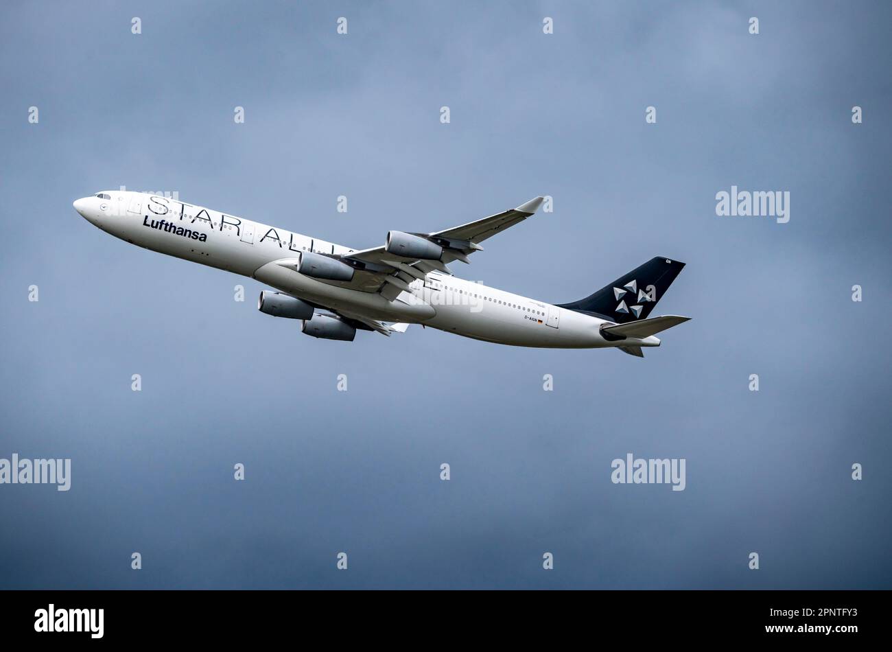 Flugzeug nach dem Start vom Flughafen Frankfurt/Main, FRA, Lufthansa Airbus A340-300, D-AIGN, Star Alliance, Stockfoto