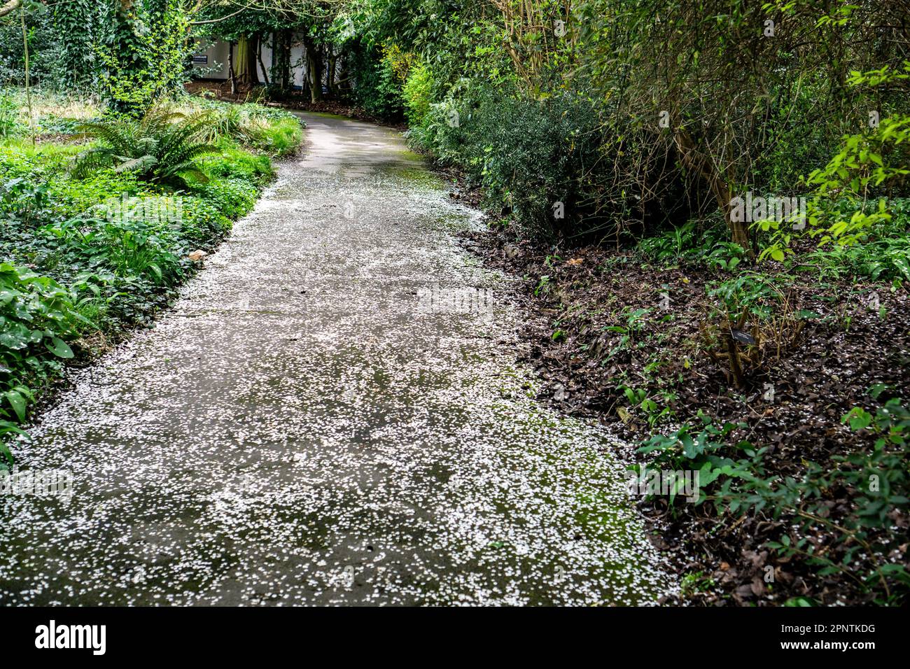 Ein mit Blütenblättern bedeckter Fußweg in einer Waldlandschaft. Stockfoto