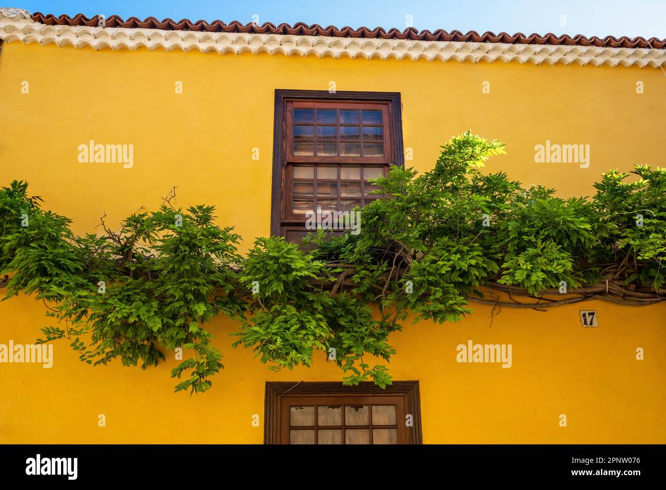 Arona, Teneriffa, Kanarische Inseln, Spanien -- grüne Blätter, die sich über eine gelbe Wand zwischen zwei Holzfenstern erstrecken Stockfoto