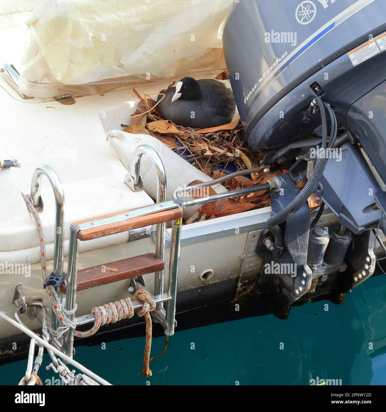 Ein Nistvogel auf dem Boot. Vogelnest der eurasischen Muschel (Fulica atra). Urbane Tierwelt. Stockfoto