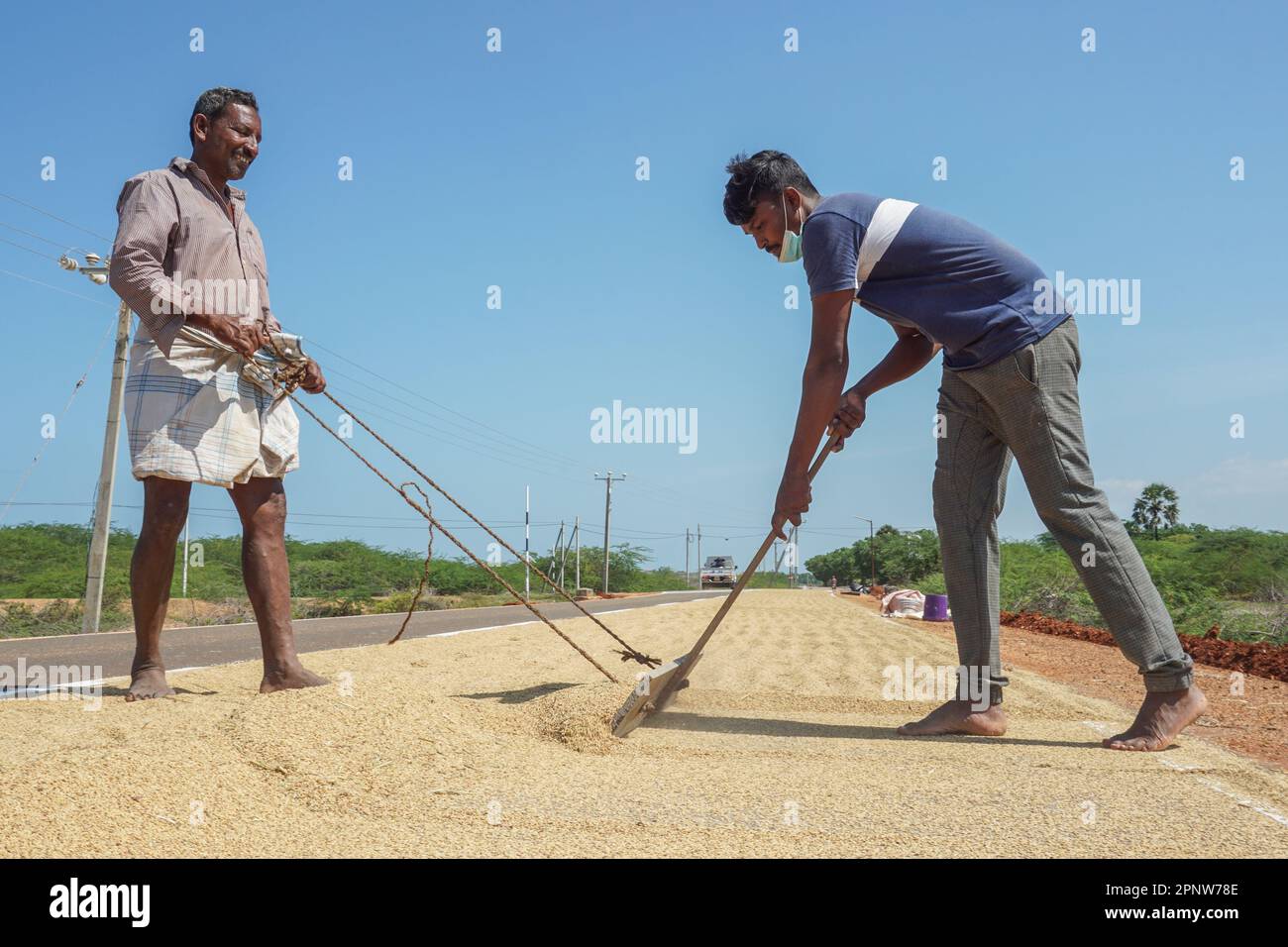 Renchi Thevaraja, Left, und Jerus Jeparson trocknen ihre Getreideernte am 8. Februar 2022 auf einer Straße in Mannar, Sri Lanka. Da das Getreide nach der Trocknung mehr wert ist, kaufen die Bauern auch bei den Bauern in der Nähe Ernten, um sie zu trocknen und zu verkaufen. (Vetrichelvi Chandrakala/Global Press Journal) Stockfoto