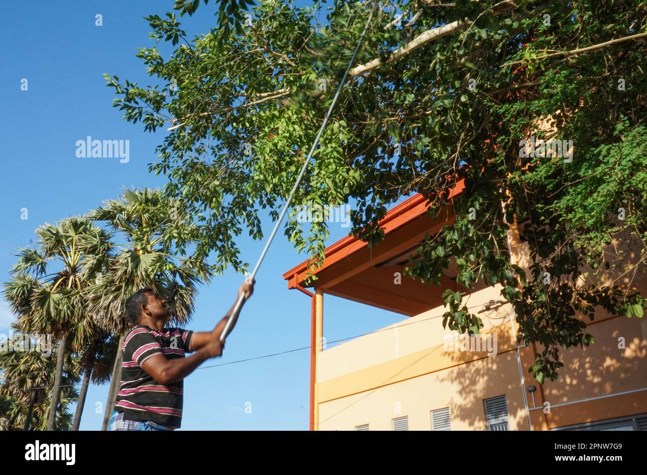 Irulandi Ketheeswaran schneidet am 20. September 2022 in Mannar, Sri Lanka, Bäume, um Blätter für seine Ziegen zu sammeln. Er sagt, dass Bauern oft essbare Blätter von Straßenrändern, Zäunen und öffentlichen Plätzen sammeln, um bei der Herstellung von Futter Geld zu sparen. (Vetrichelvi Chandrakala/Global Press Journal) Stockfoto
