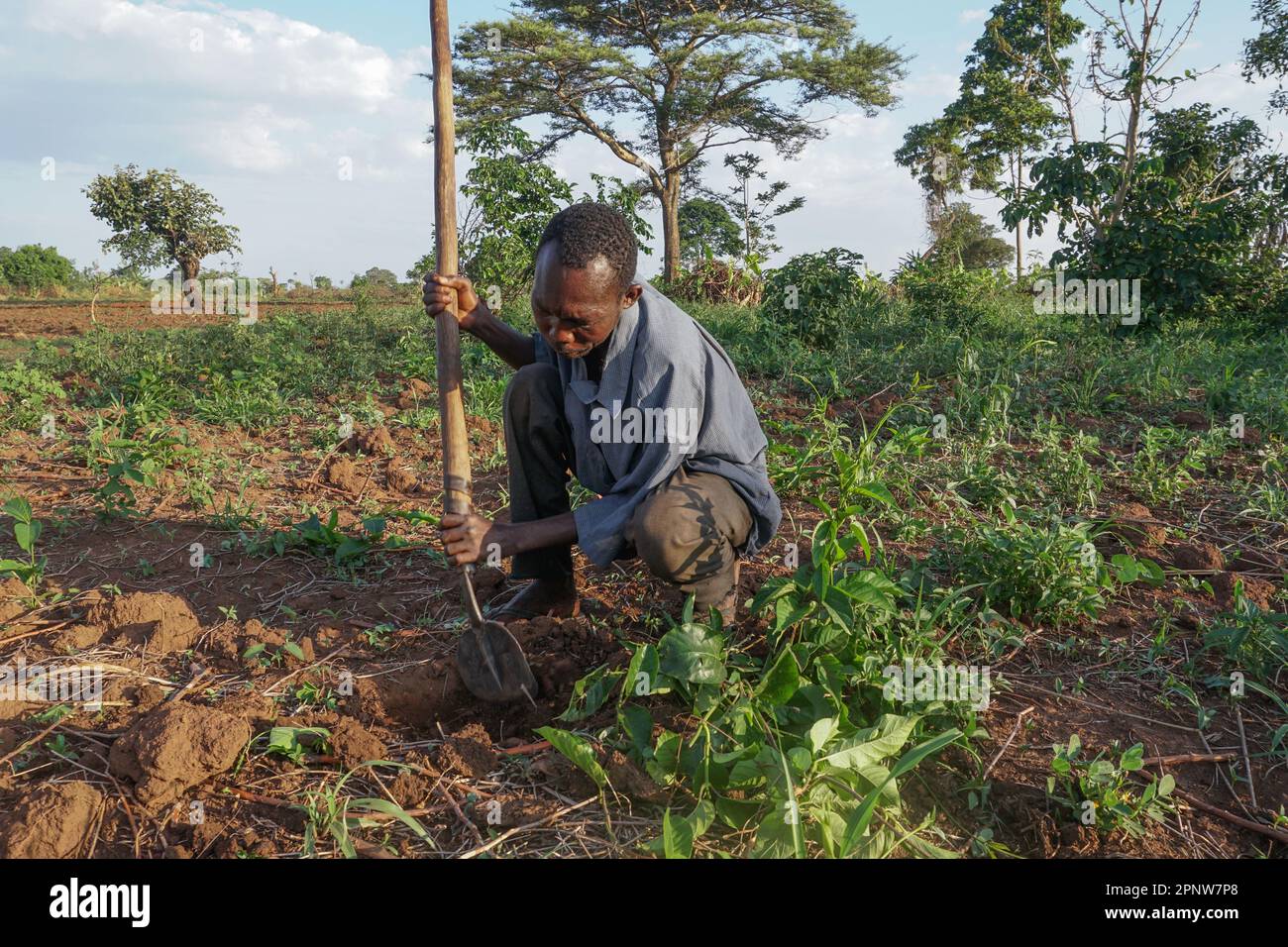 Victor Obbo gräbt am 9. April 2022 in seinem Maisfeld in Oyam, Uganda. Obbo sagt, dass er sich nach sechs Monaten der Trockenzeit auf Regen freut. (Patricia Lindrio/Global Press Journal) Stockfoto
