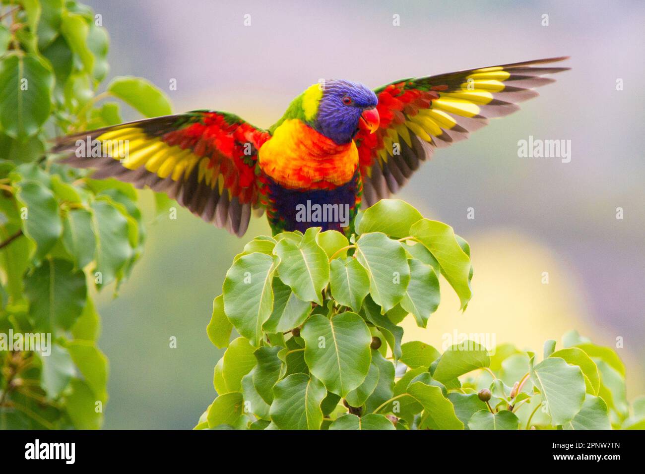 Rainbow Lorikeet zeigt seine herrlichen Farben Stockfoto