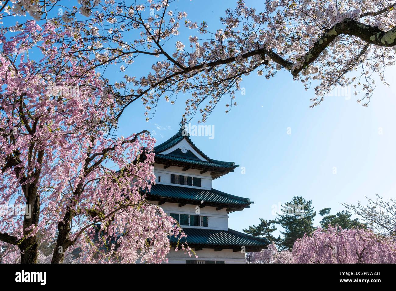 Die wunderschöne Landschaft von Hiroksaki Castle im Frühling Stockfoto