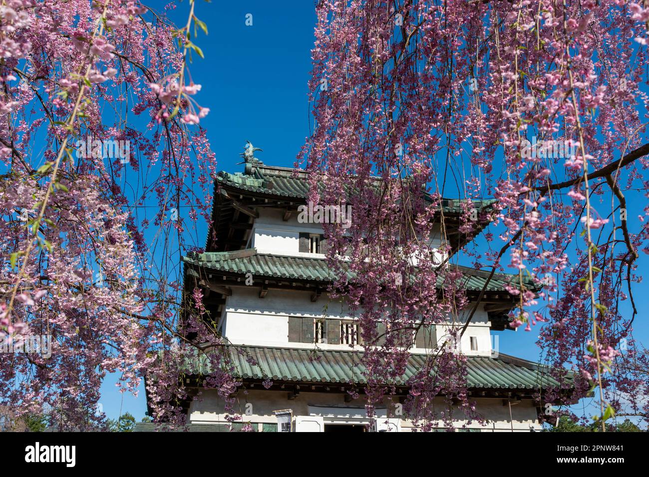 Die wunderschöne Landschaft von Hiroksaki Castle im Frühling Stockfoto