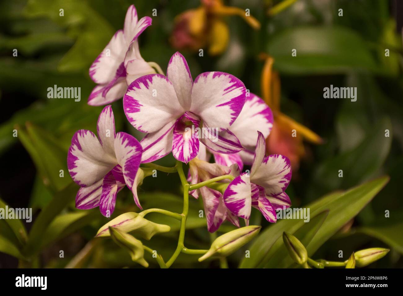 Im Herbst blühen elegante weiße Phalaenopsis Orchideenblumen mit rosa Blütenblättern Stockfoto