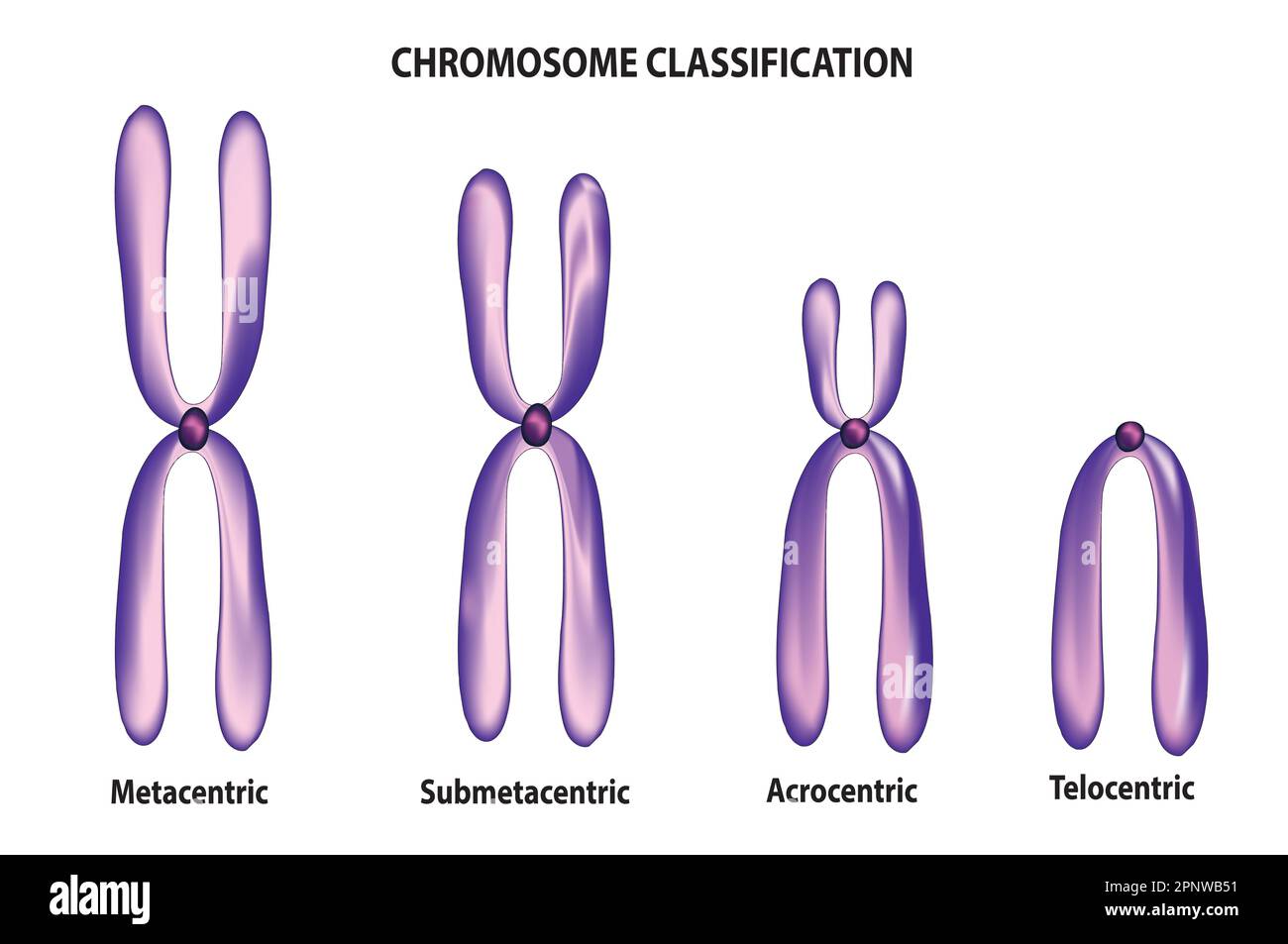 Chromosomenklassifikation Stock Vektor