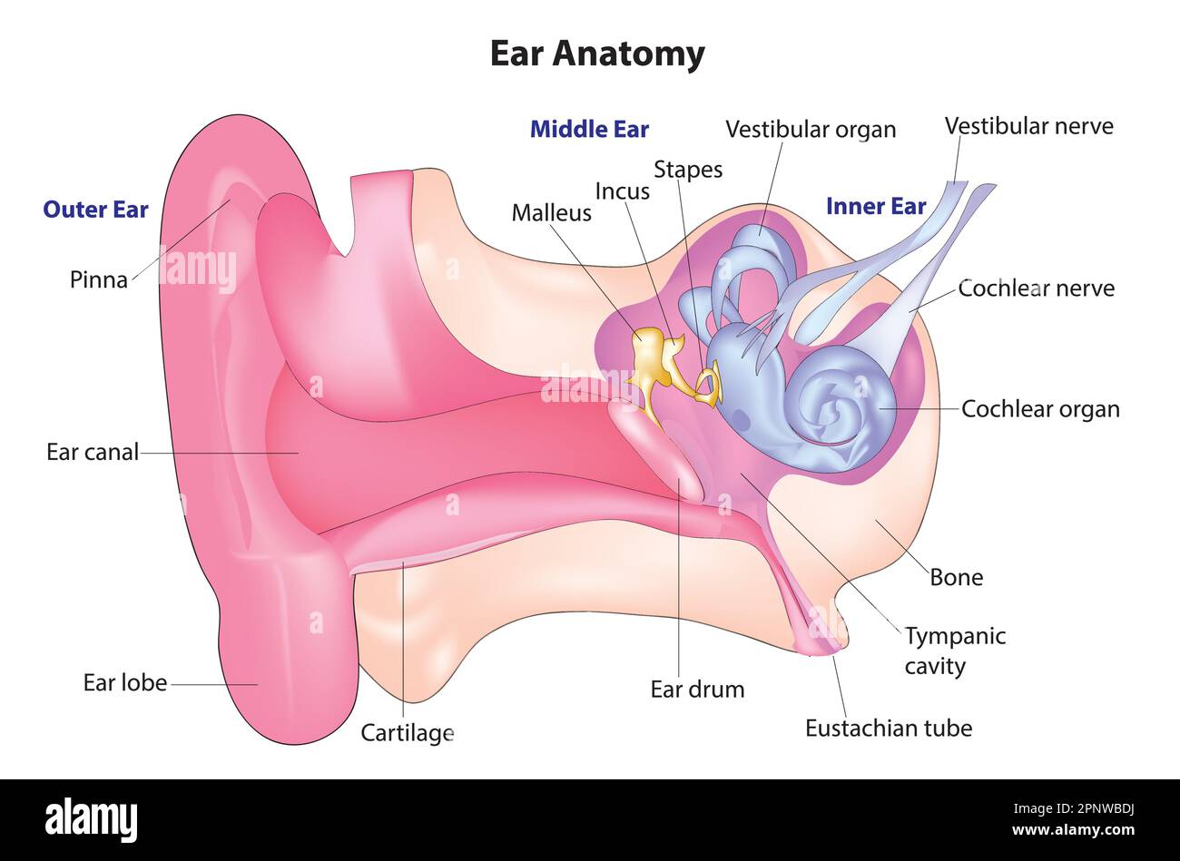 Menschliches Ohr-Diagramm Stock Vektor