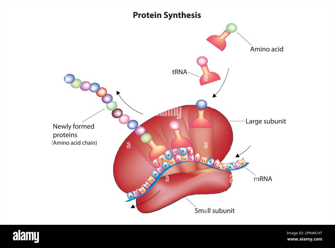 Prozess der proteinsynthese Fotos und Bildmaterial in hoher Auflösung