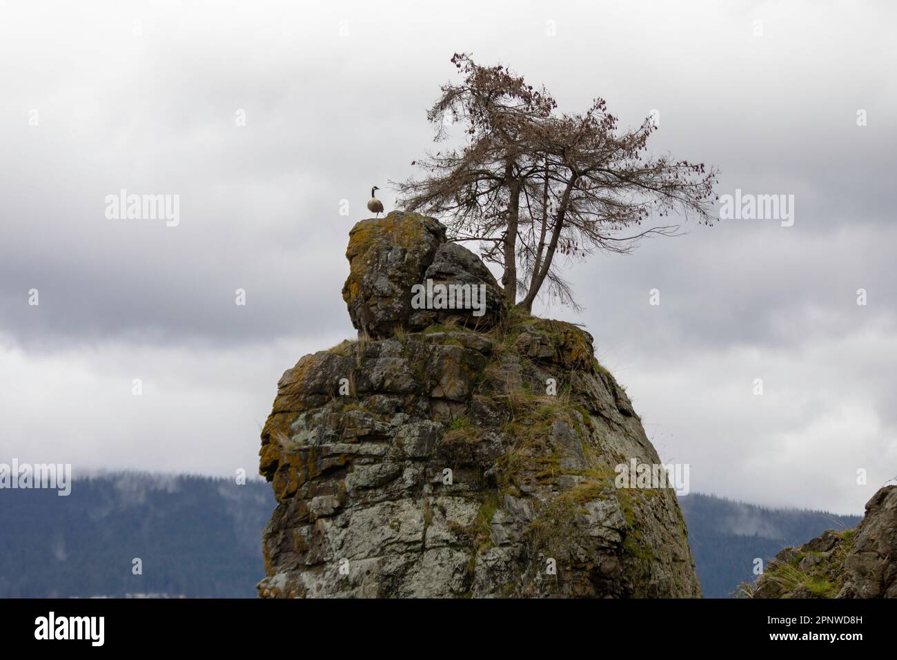 Eine Kanadische Gans beobachtet die Umgebung auf einem Felsen an der Stanley Park Uferwand in Vancouver, British Columbia. Stockfoto