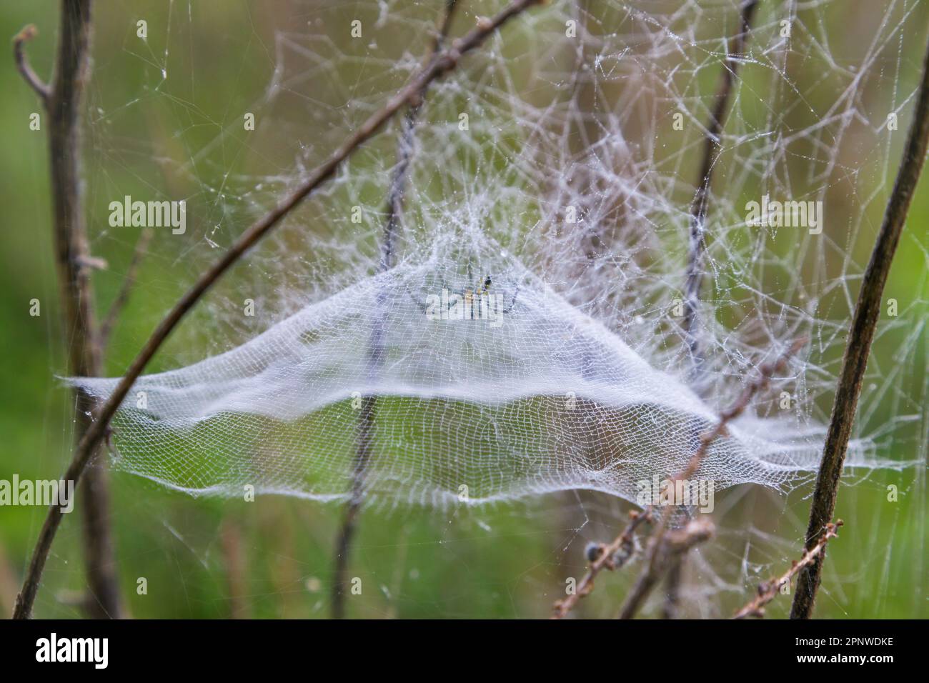 Im Brazos Bend State Park, Texas, USA, befindet sich ein gewölbtes Netz aus Basilika-Orbweberspinne (Mecynogea lemniscata), bedeckt von Morgentau. Stockfoto