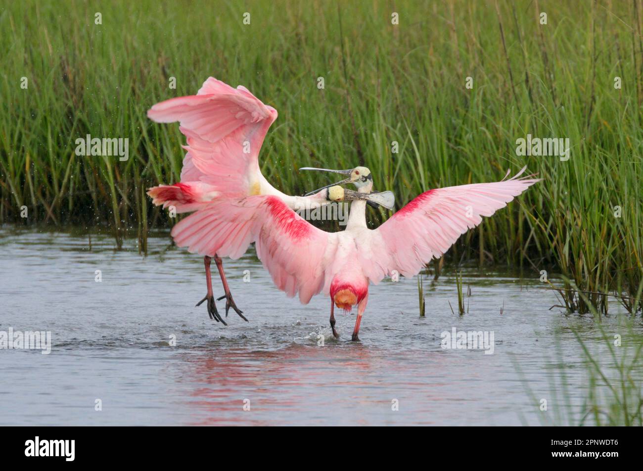 Rosenlöffel (Platalea ajaja), männliche Tiere, die während der Brutsaison kämpfen, Galveston, Texas, USA. Stockfoto