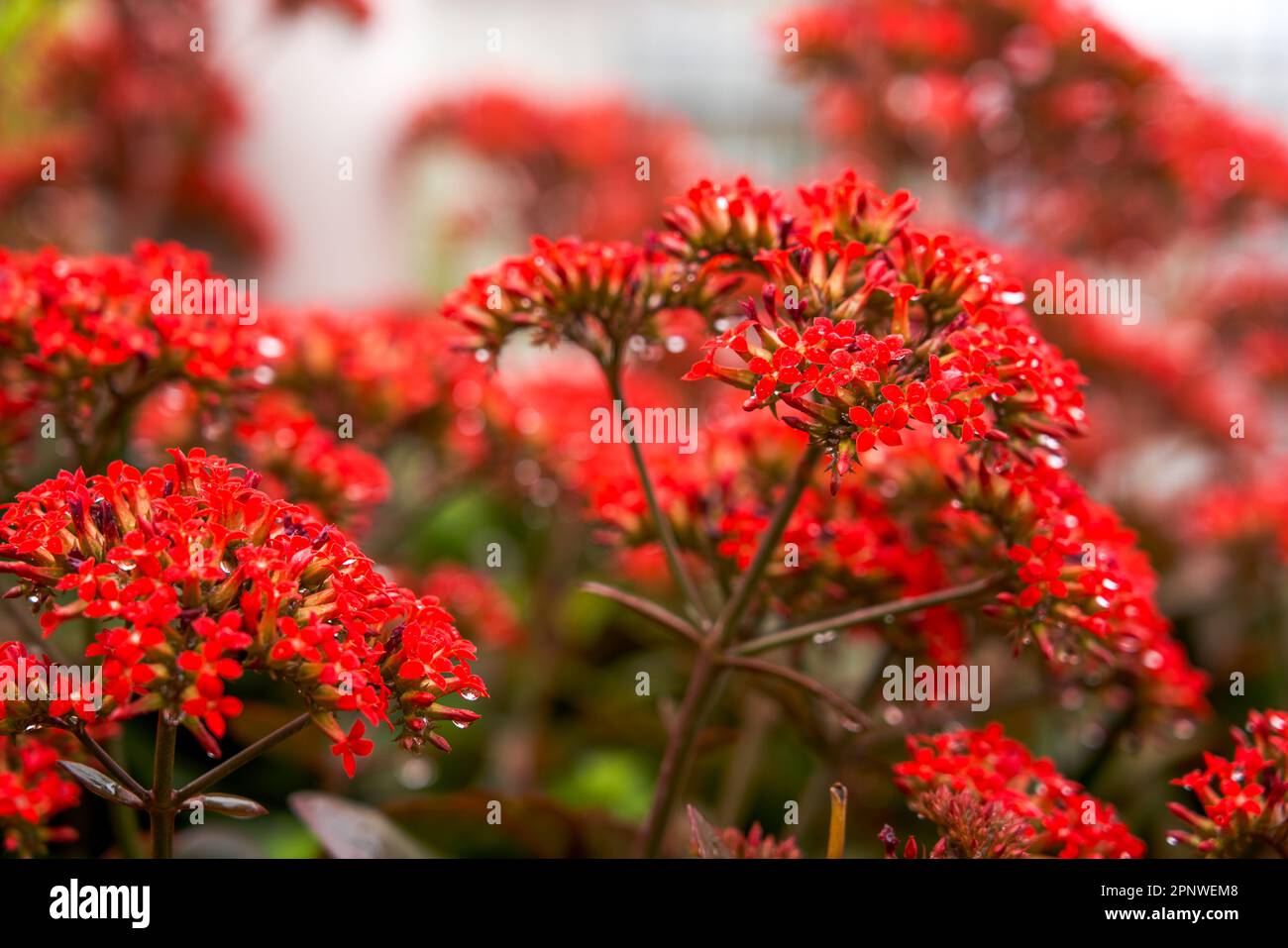 Üppige rote Kalanchoe-Blumen wachsen im Garten Stockfoto