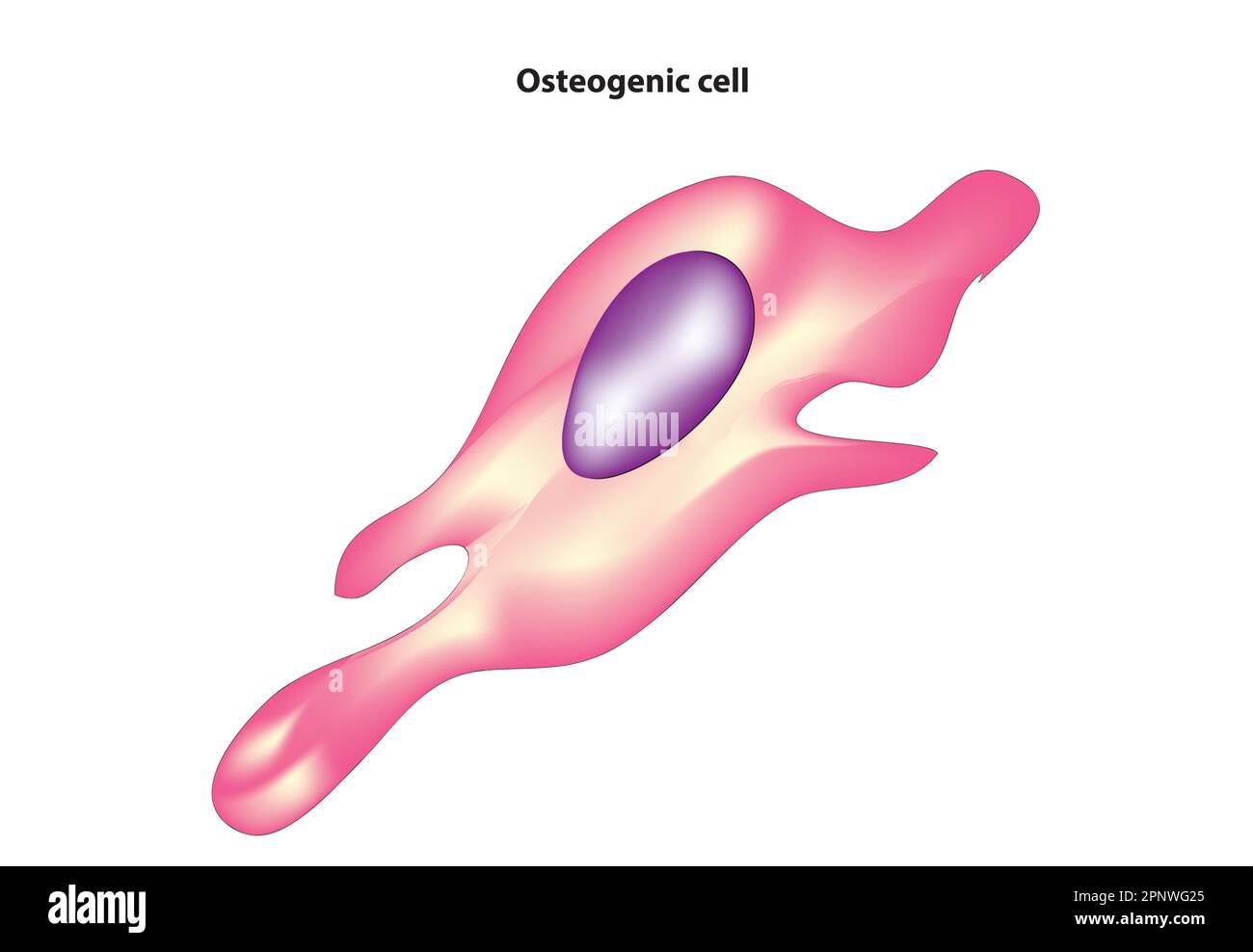 Osteogene Zelle Stock Vektor