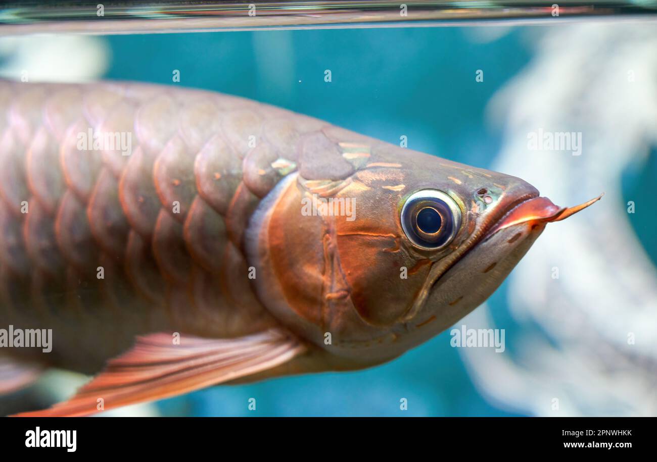 Ein Zierfisch in einem Aquarium, Arowana-Kopf-Nahaufnahme Stockfoto