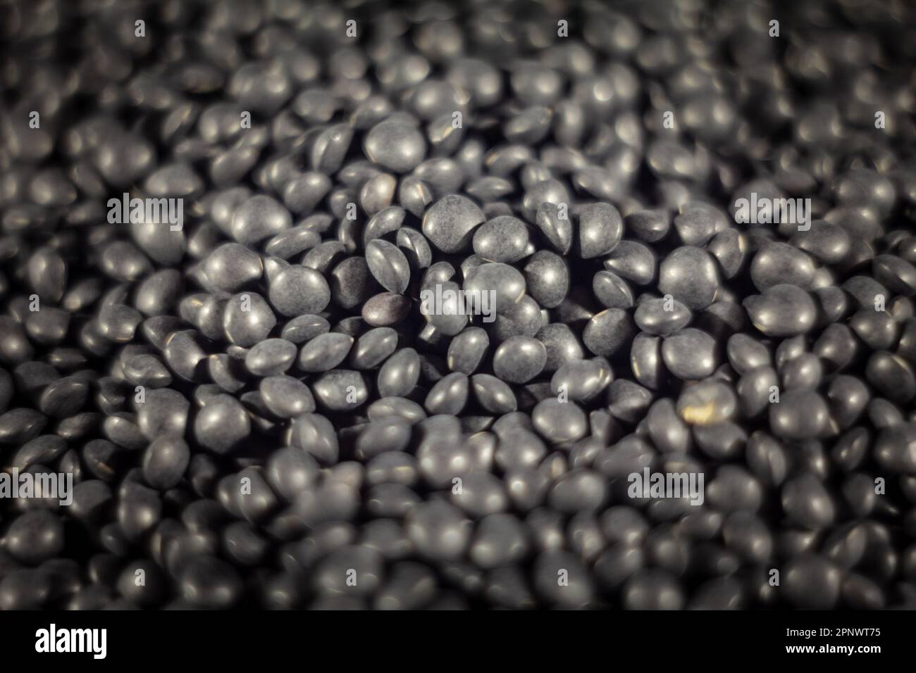 Bild von schwarzen Linsen vom Typ Beluga-Linsen auf der Ausstellung. Die Linse (Lens culinaris oder Lens esculenta) ist eine essbare Hülse. Es handelt sich um ein jährliches pla Stockfoto