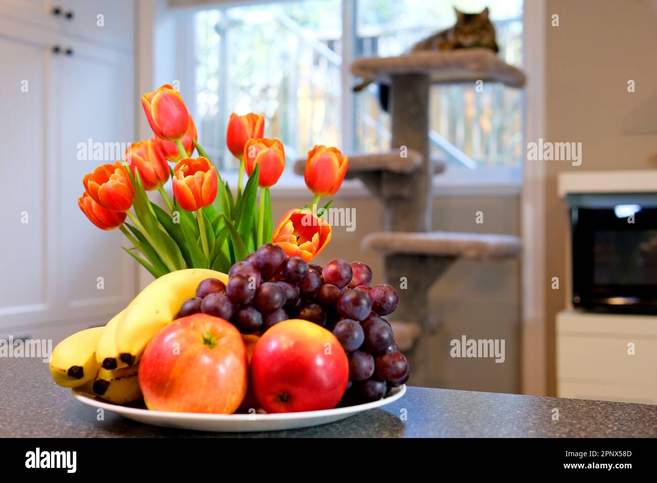 Zimmer auf dem Tisch Äpfel Trauben Bananen rote rosa Tulpen mit gelber Kante Katze sitzt im Hintergrund weiße Küchenschränke vor dem Fenster wunderschöne Wohnmöbel Stockfoto