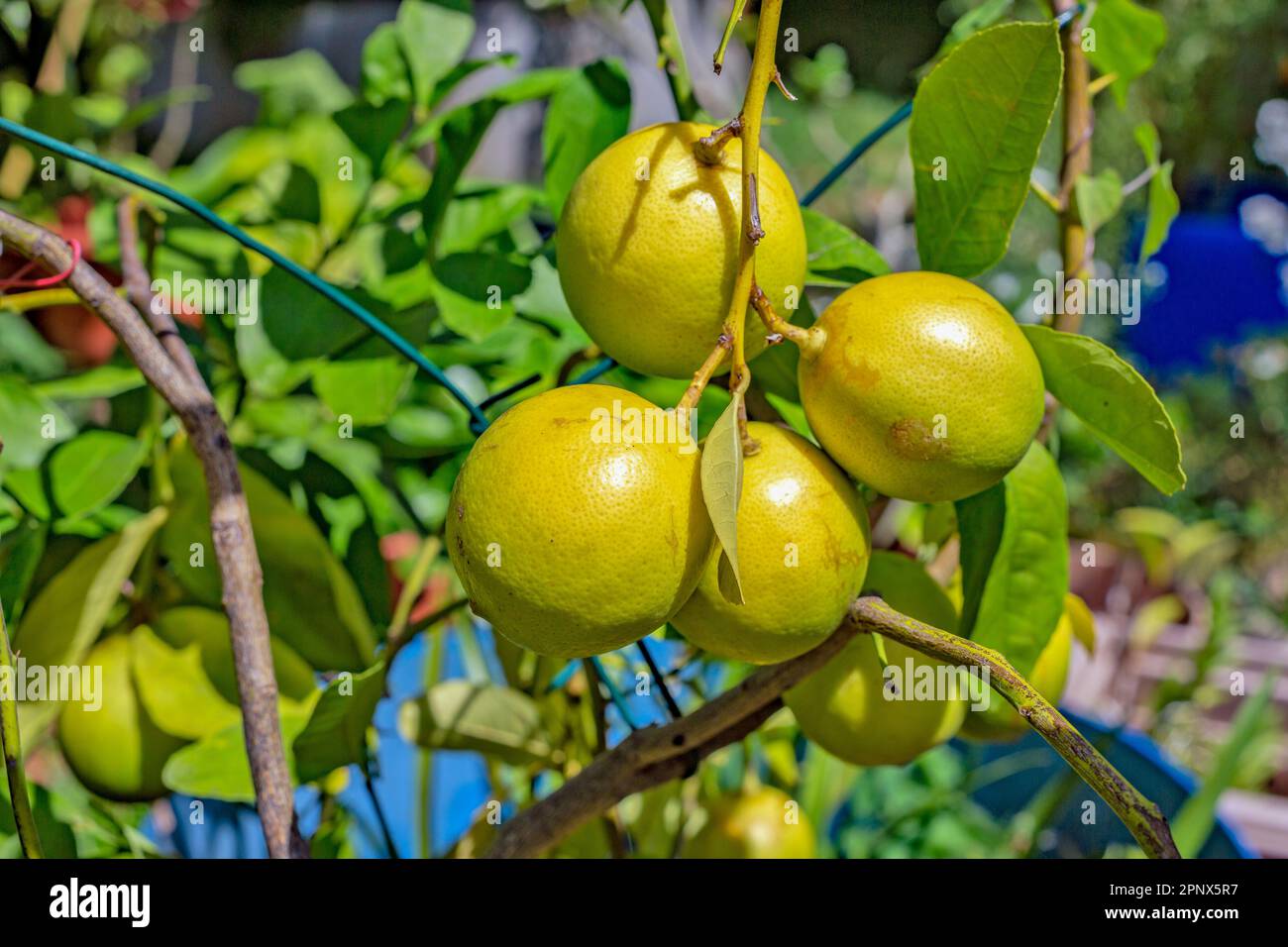 Ein Haufen frischer Bio-Zitrusfrüchte, die auf Bäumen wachsen. Stockfoto