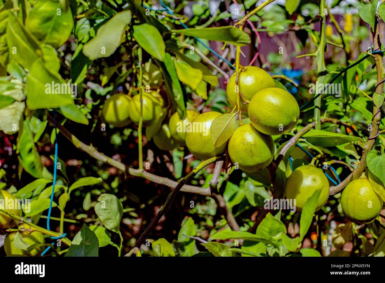 Ein Haufen frischer Bio-Zitrusfrüchte, die auf Bäumen wachsen. Stockfoto