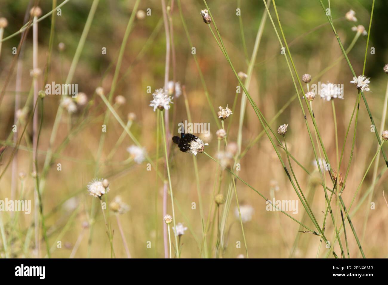 Nahaufnahme einer schwarzen Hummel, die eine kleine weiße Blume bestäubt, umgeben von grünen Stämmen. Stockfoto