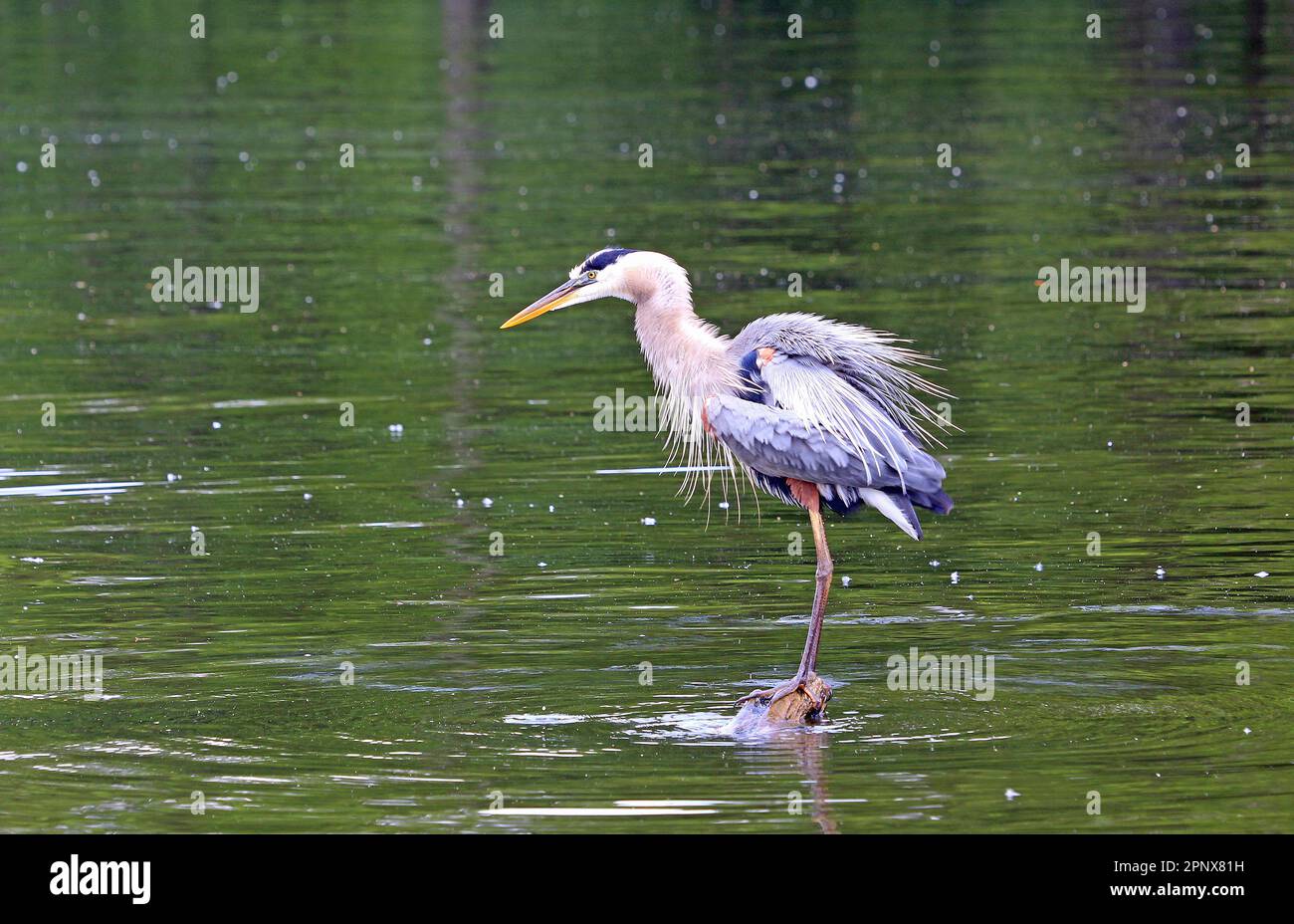 Großer blauer Reiher, der sich abschüttelt, Tennessee Stockfoto