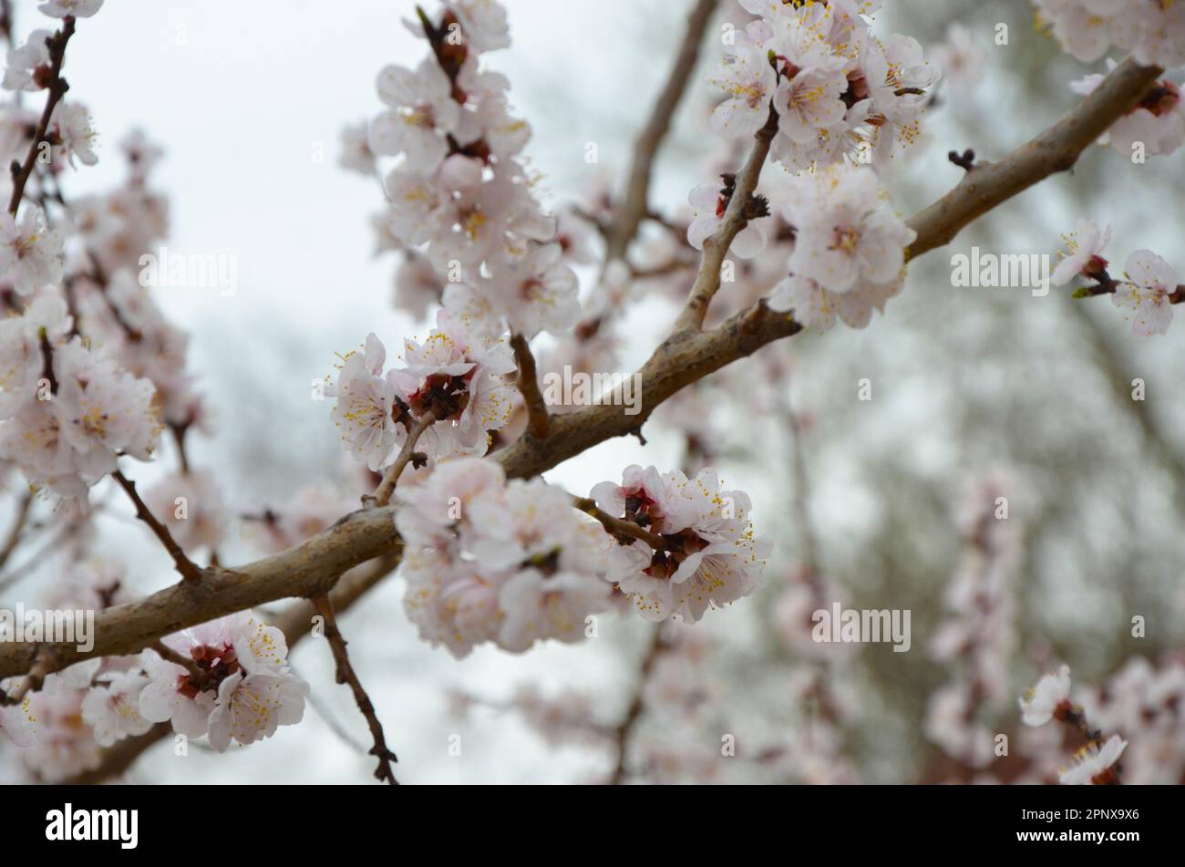 Die Pfirsichblüten blühen im April in voller Blüte Stockfoto