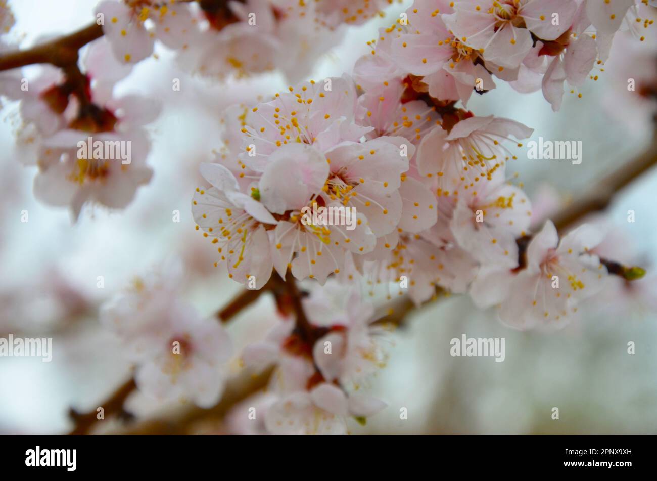 Die Pfirsichblüten blühen im April in voller Blüte Stockfoto