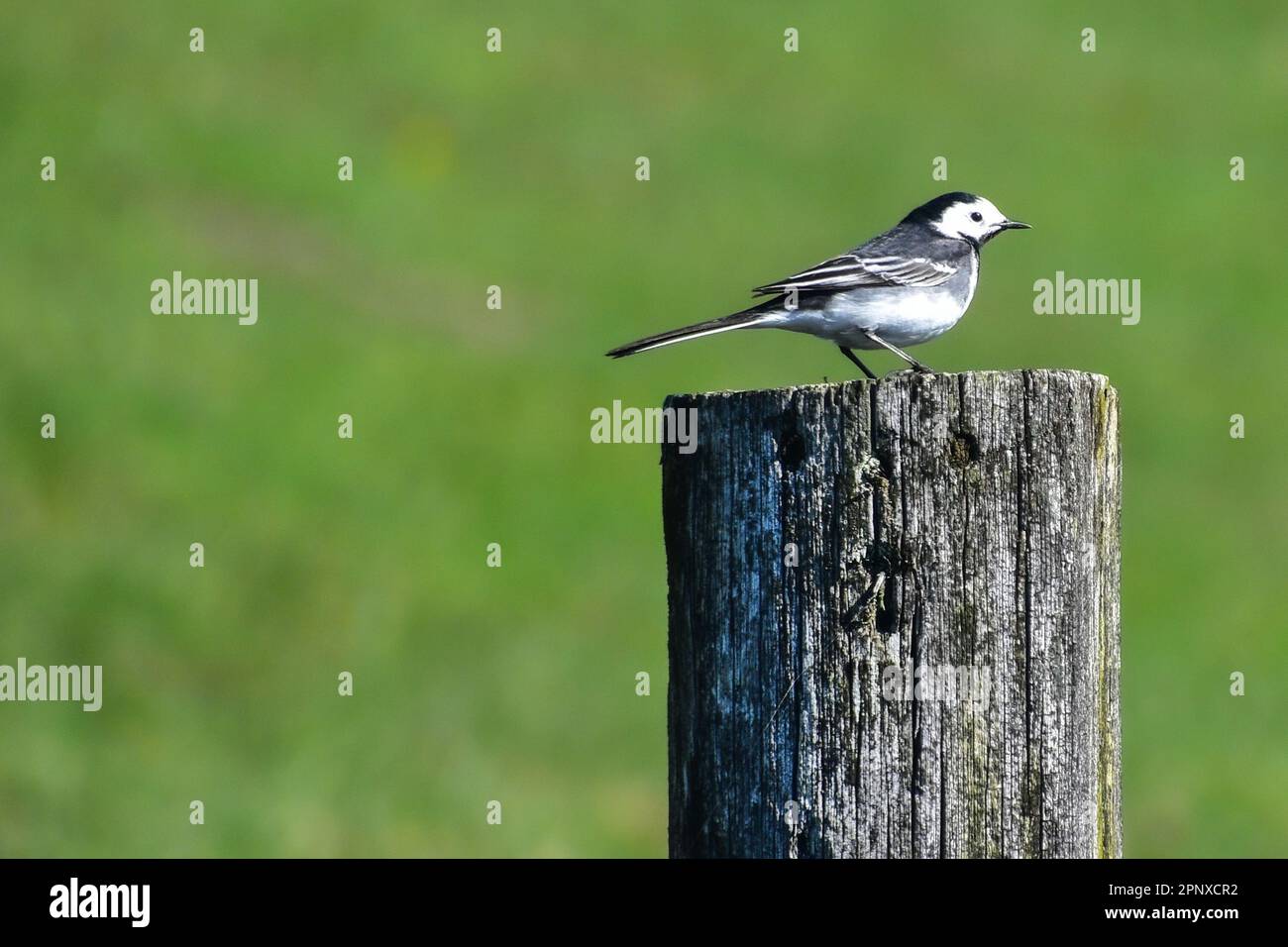 Trauerschnäpper Bachstelze Stockfoto
