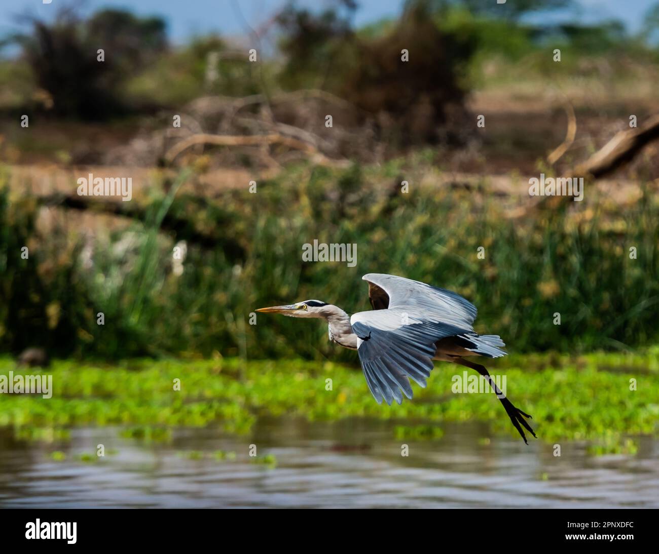 Sporenflügelvögel Stockfoto