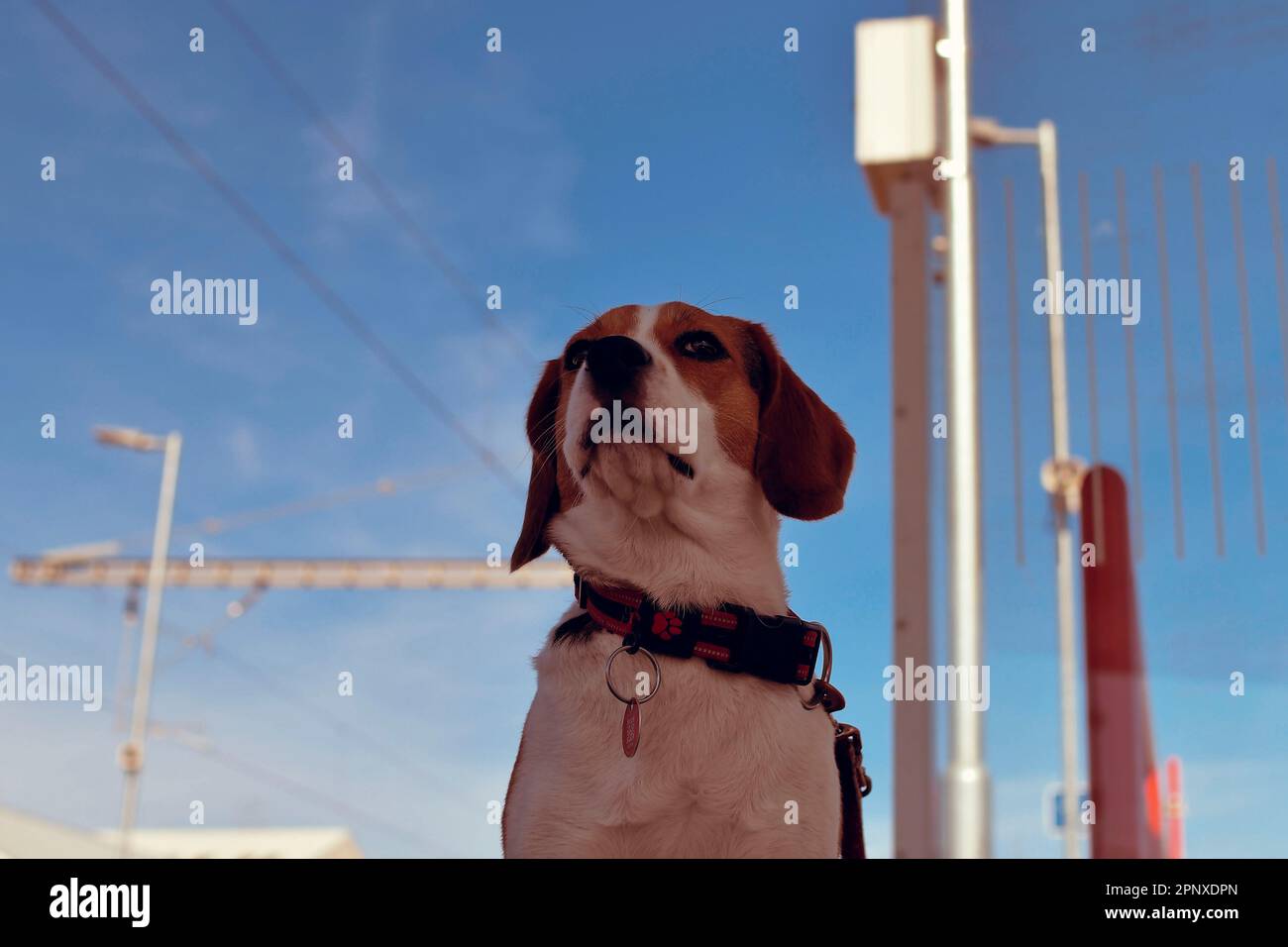 Der Beagle-Hund wartet leider am Bahnhof. Das Konzept der Loyalität, des Verlassens und der Hundefreundschaft. Ein Hund, der treu auf seinen Besitzer wartet. Stockfoto