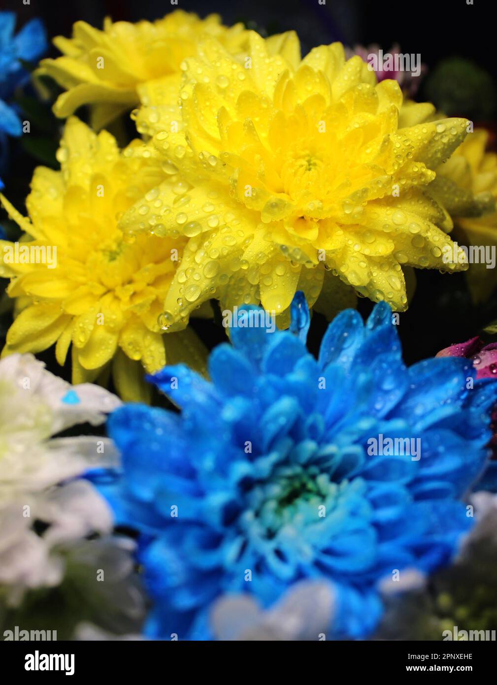 Bouquet aus farbenfrohen frischen Chrysanthemen mit Wassertropfen auf einer Blume aus einem Wassersprühgerät Stockfoto