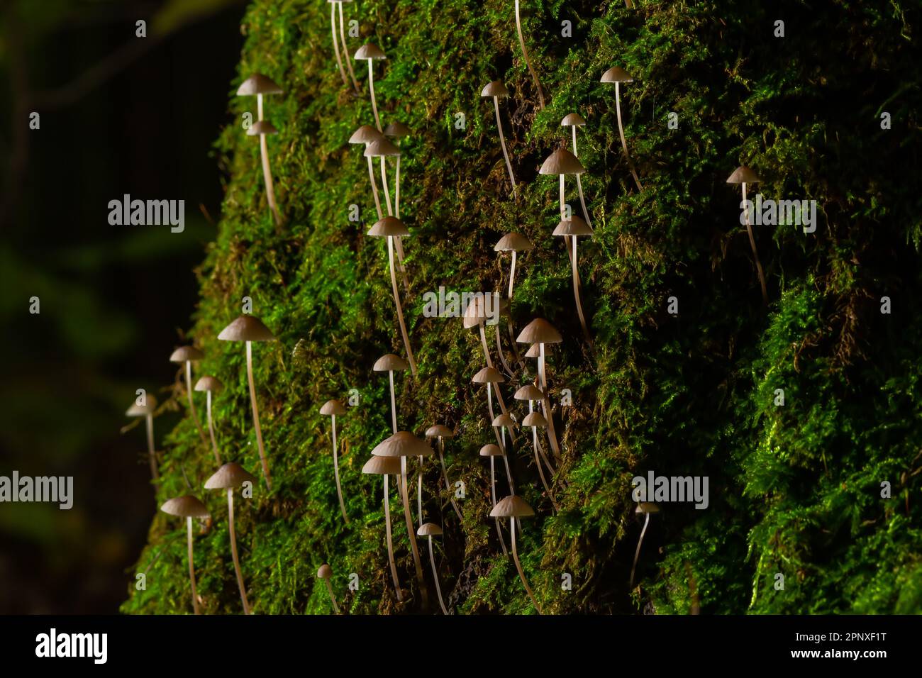 Weiße Pilze im Wald, Mycena Piringa Pilze. Stockfoto