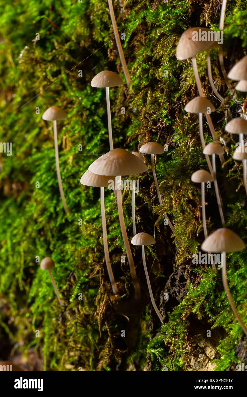 Weiße Pilze im Wald, Mycena Piringa Pilze. Stockfoto