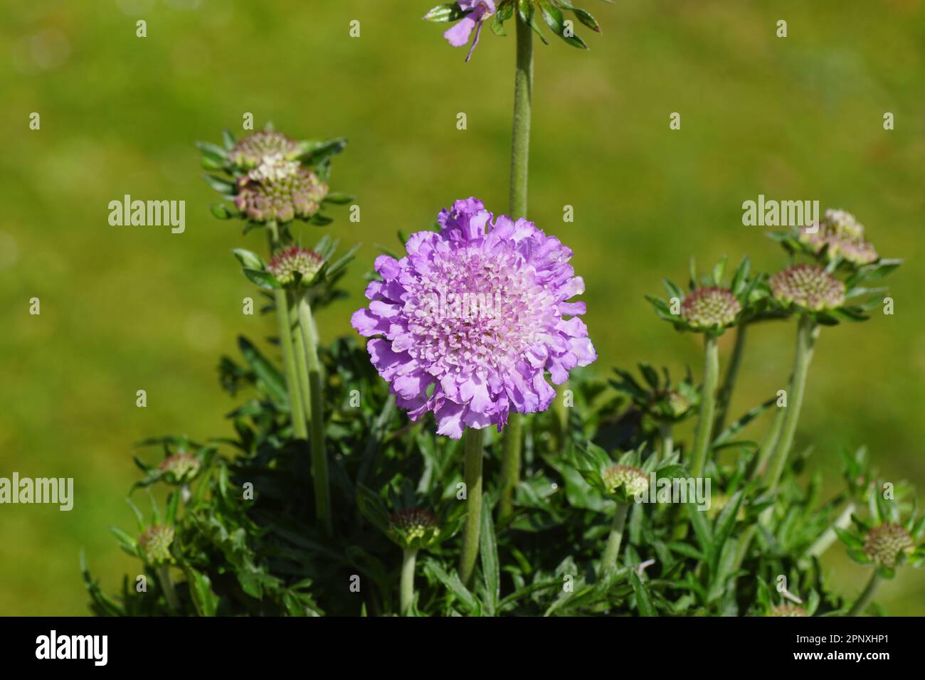 Hellrosa Blüte der Scabiosa (Kissenblüten, Scabious). Verblasster holländischer Garten im Hintergrund. Geißblatt-Familie (Caprifoliaceae). Stockfoto