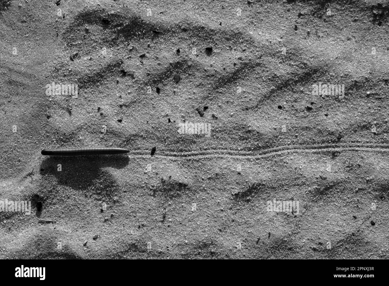 Millipede-Reise durch das Zentrum von Kalahari, Botswana Stockfoto