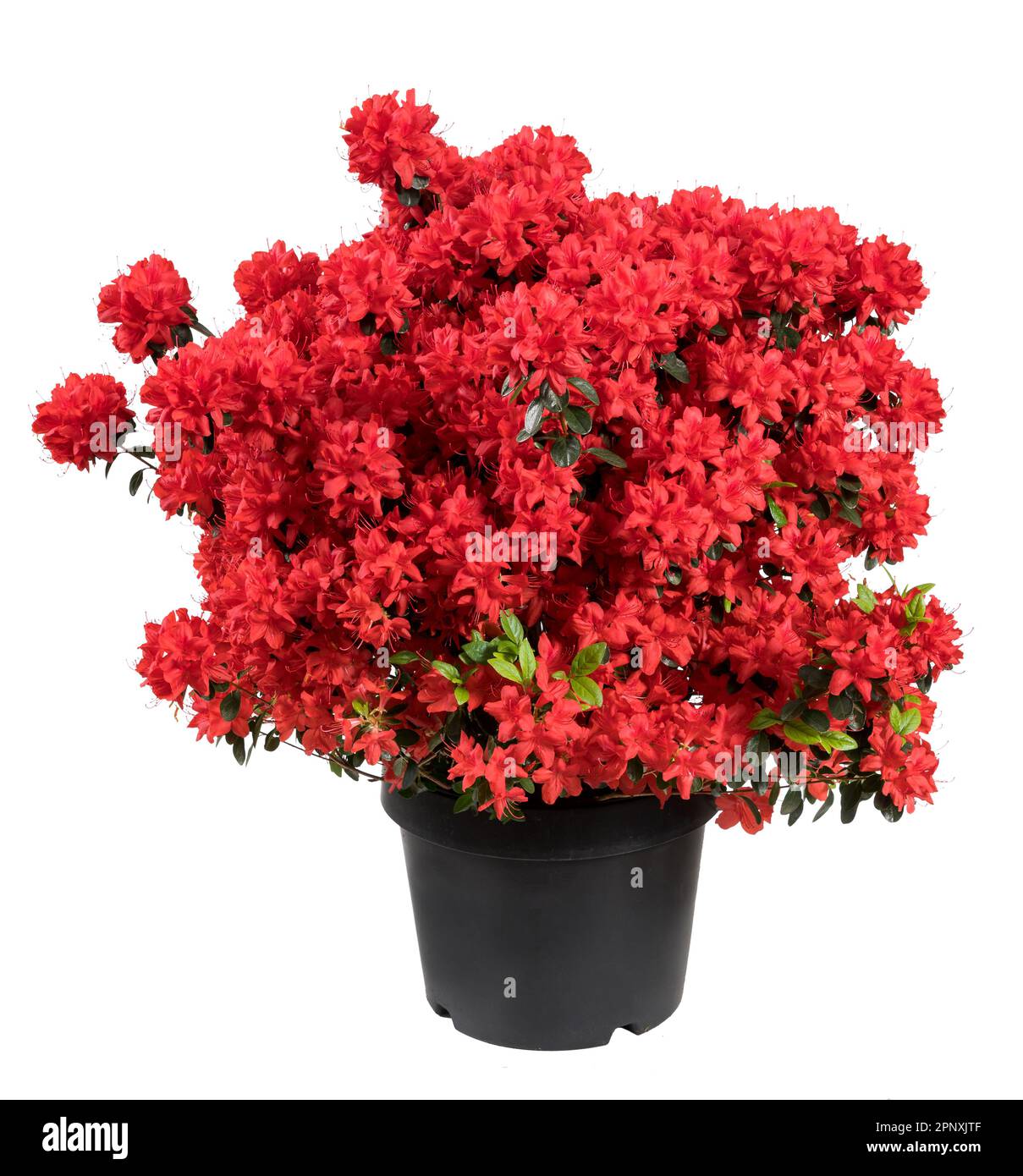 Blühende, leuchtend rote Azaleen-Blüten wachsen in schwarzem Topf mit grünen Blättern isoliert auf weißem Hintergrund Stockfoto