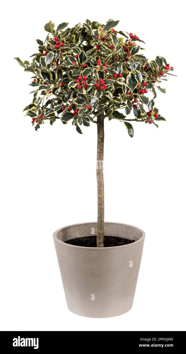 Frische Holly-Pflanze mit grünen Blättern und roten Früchten in Keramiktopf, isoliert auf weißem Hintergrund Stockfoto