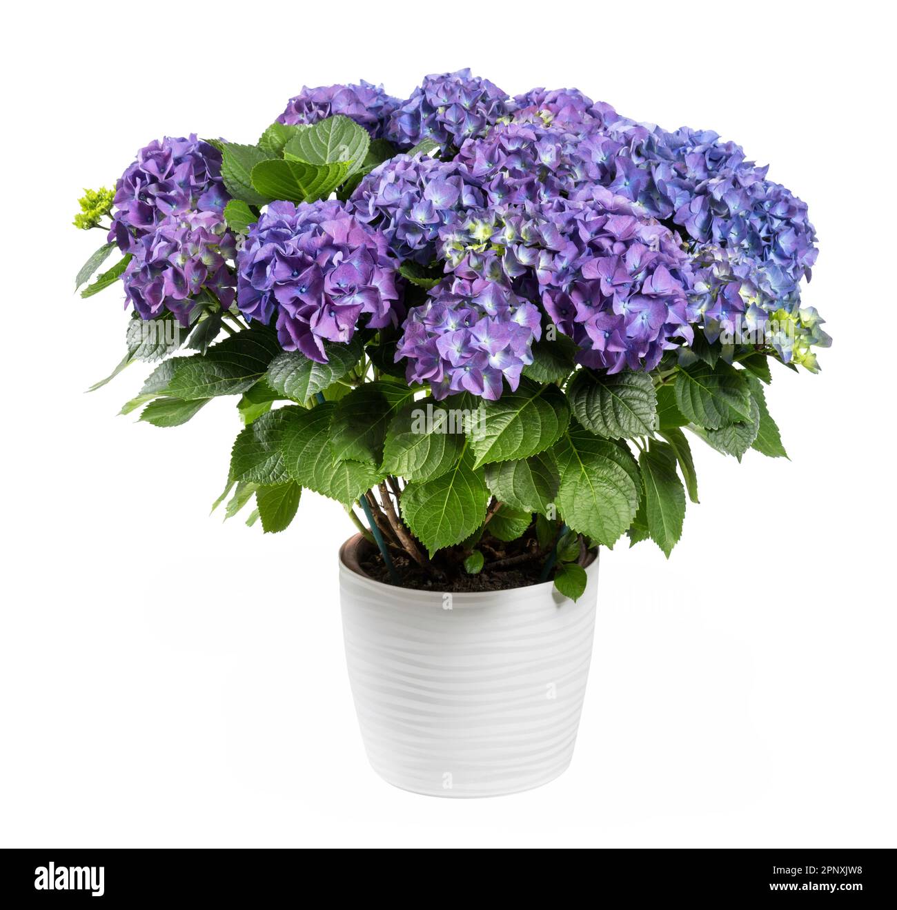 Ein Haufen frischer, leuchtend blühender, violetter Hortensienblüten mit grünen Blättern, die in einem Keramiktopf wachsen, isoliert auf weißem Hintergrund Stockfoto