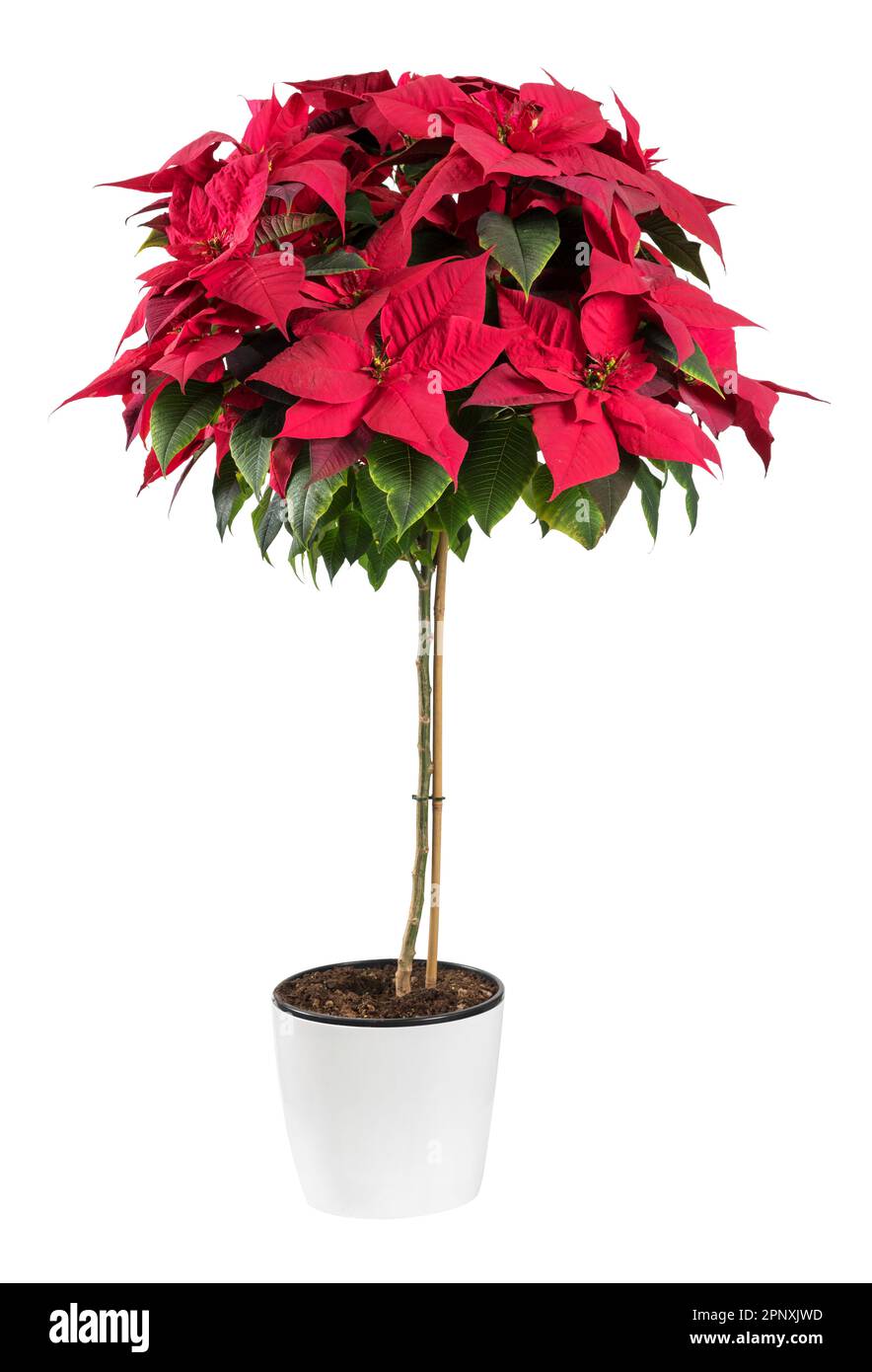 Frische rote Poinsettia-Pflanze mit grünen Blättern, die in Keramiktopf wachsen, isoliert auf weißem Hintergrund Stockfoto