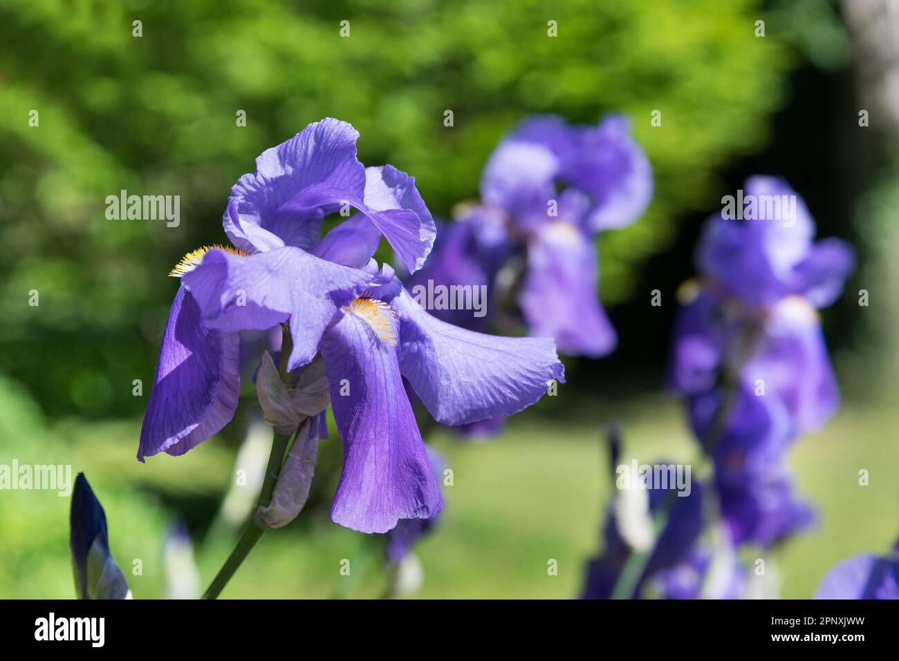 Nahaufnahme von auffälligen violetten Irisblüten, die in einem üppigen grünen Frühlingsgarten bei warmem Sonnenschein wachsen Stockfoto
