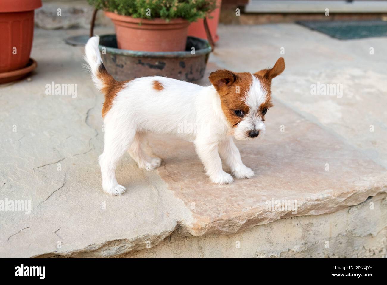 Liebenswert Jack Russell Terrier Welpen stehen auf Stein Veranda in der Nähe von Blumentöpfen tagsüber Stockfoto