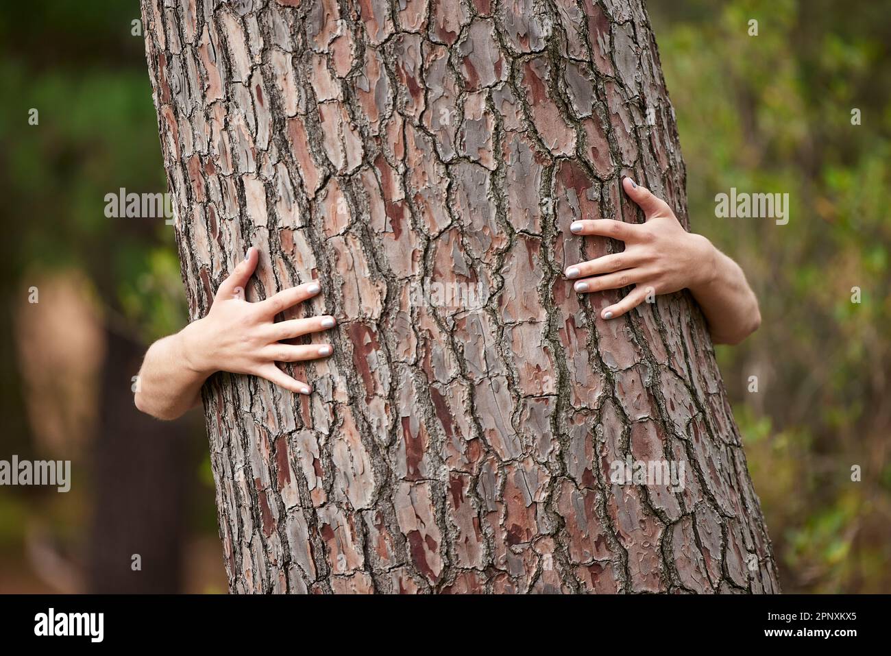 Natur, Rettung und eine Person mit einer Baumumarmung für Nachhaltigkeit, Liebe zum Planeten und Ökologie. Wald, Tag der Erde und Hände, die Bäume umarmen, um zu zeigen, dass man sich um sie kümmert Stockfoto
