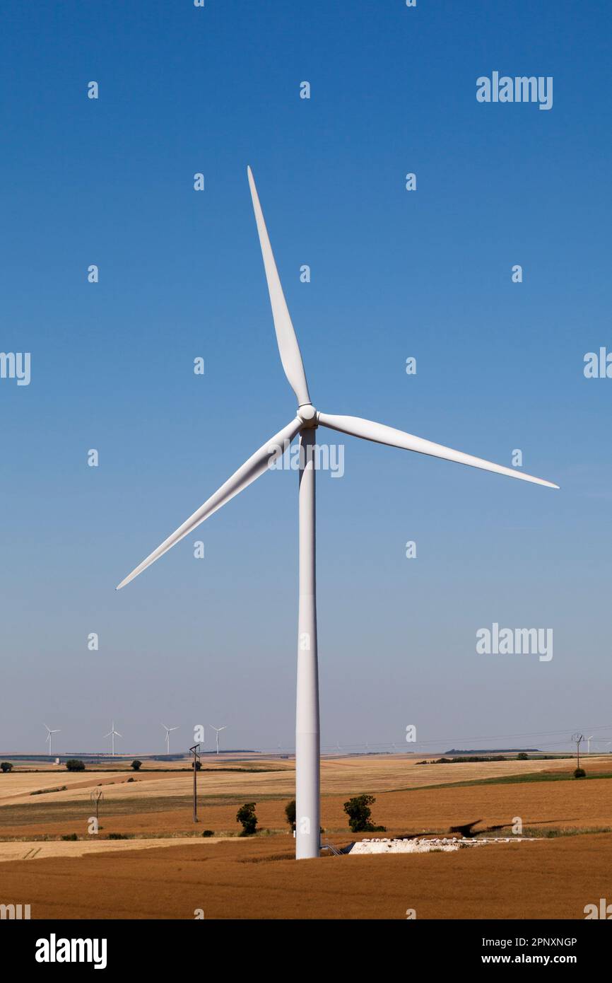 Windturbinen in der Mitte eines Weizenfeldes. Stockfoto