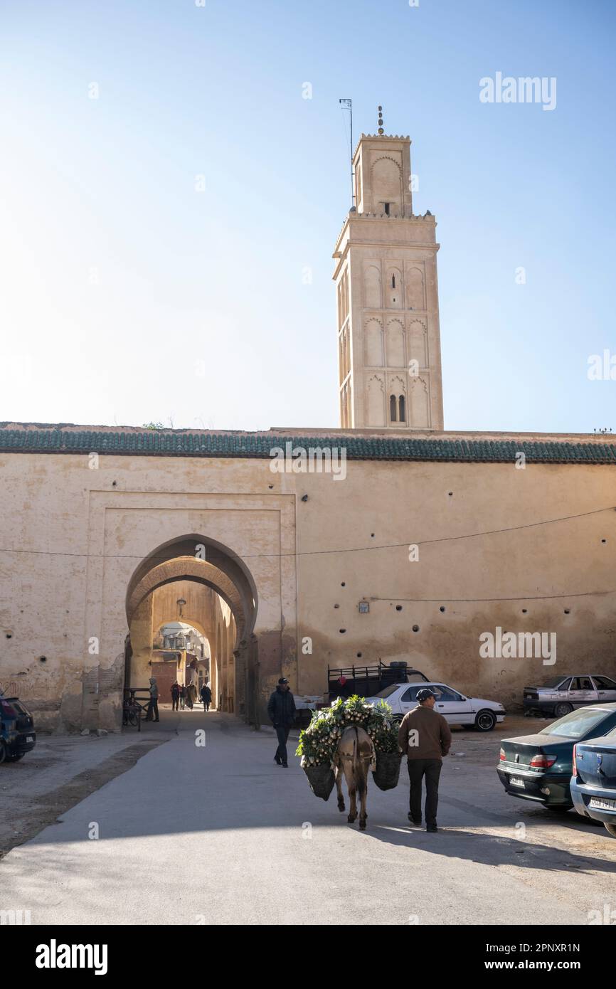 Ein Maultier betritt mit seinem Esel durch eines der Tore der Meknes Medina. Stockfoto