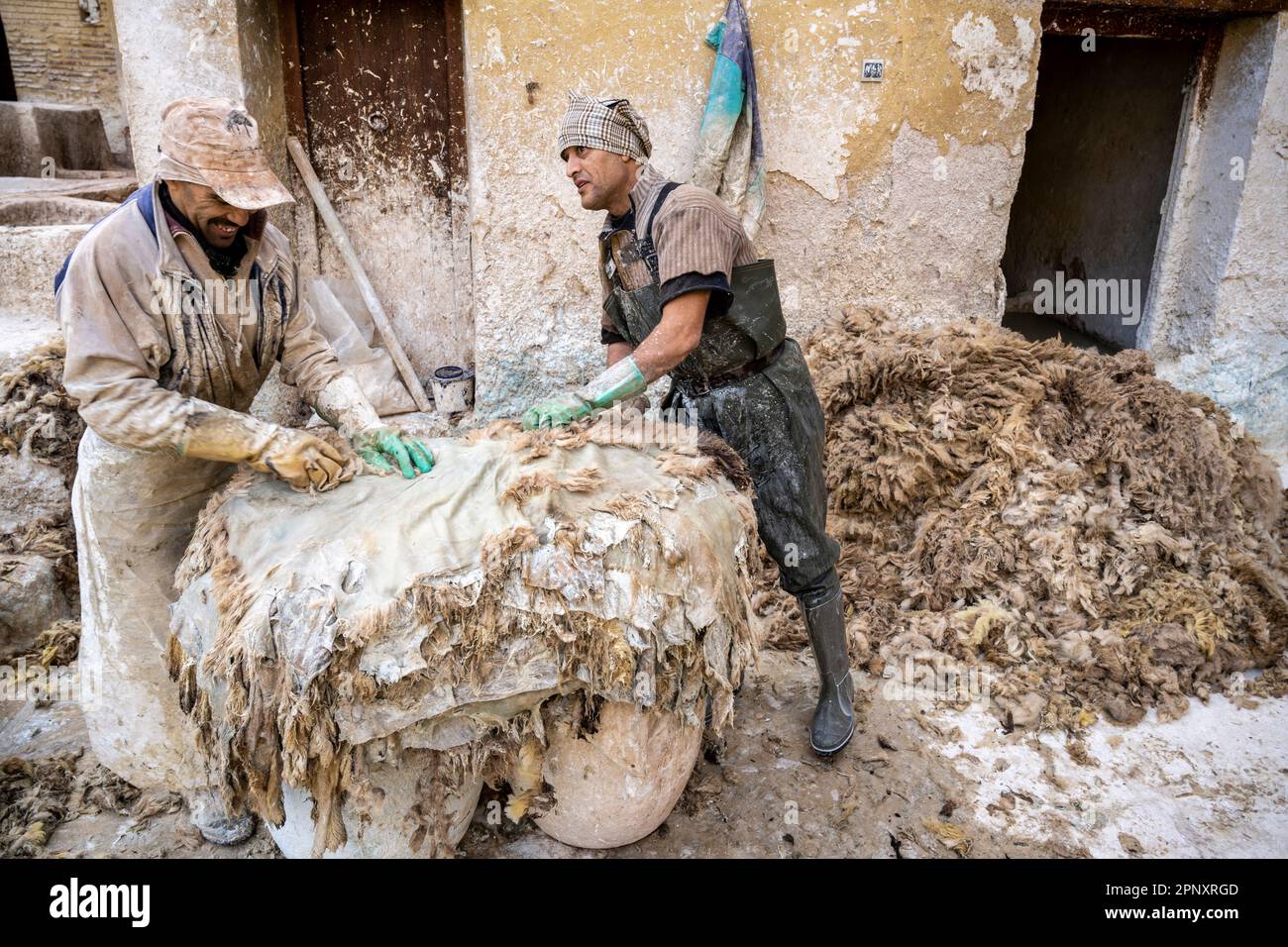 Arbeiter in den Gerbereien von Fez, der die Wolle von der Haut entfernt, um mit dem Bräunen fortzufahren. Stockfoto
