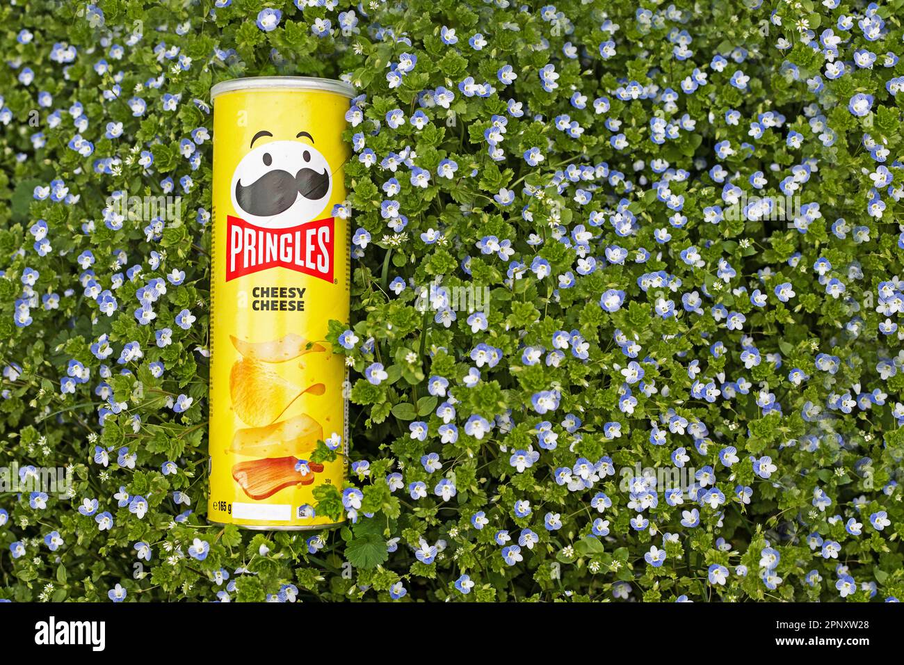 Pringles Chips in gelber Verpackung wurden am 19. April 2023 in einem privaten Innenhof in der Ukraine auf einem Frühlingsblumengarten in der Region Kiew gefilmt Stockfoto